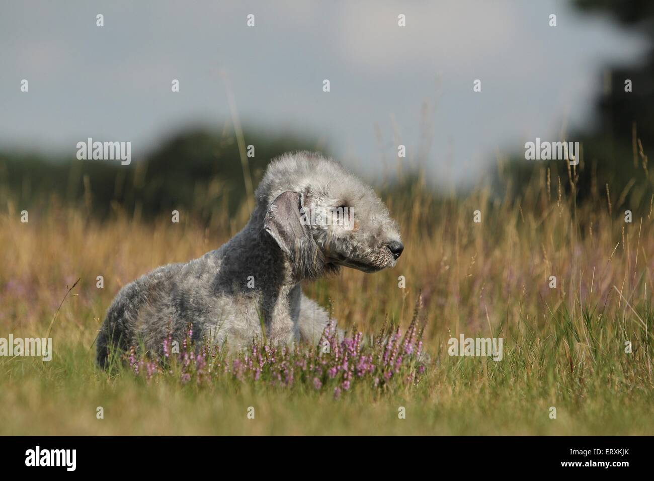 Bedlington Terrier liegend Stockfoto