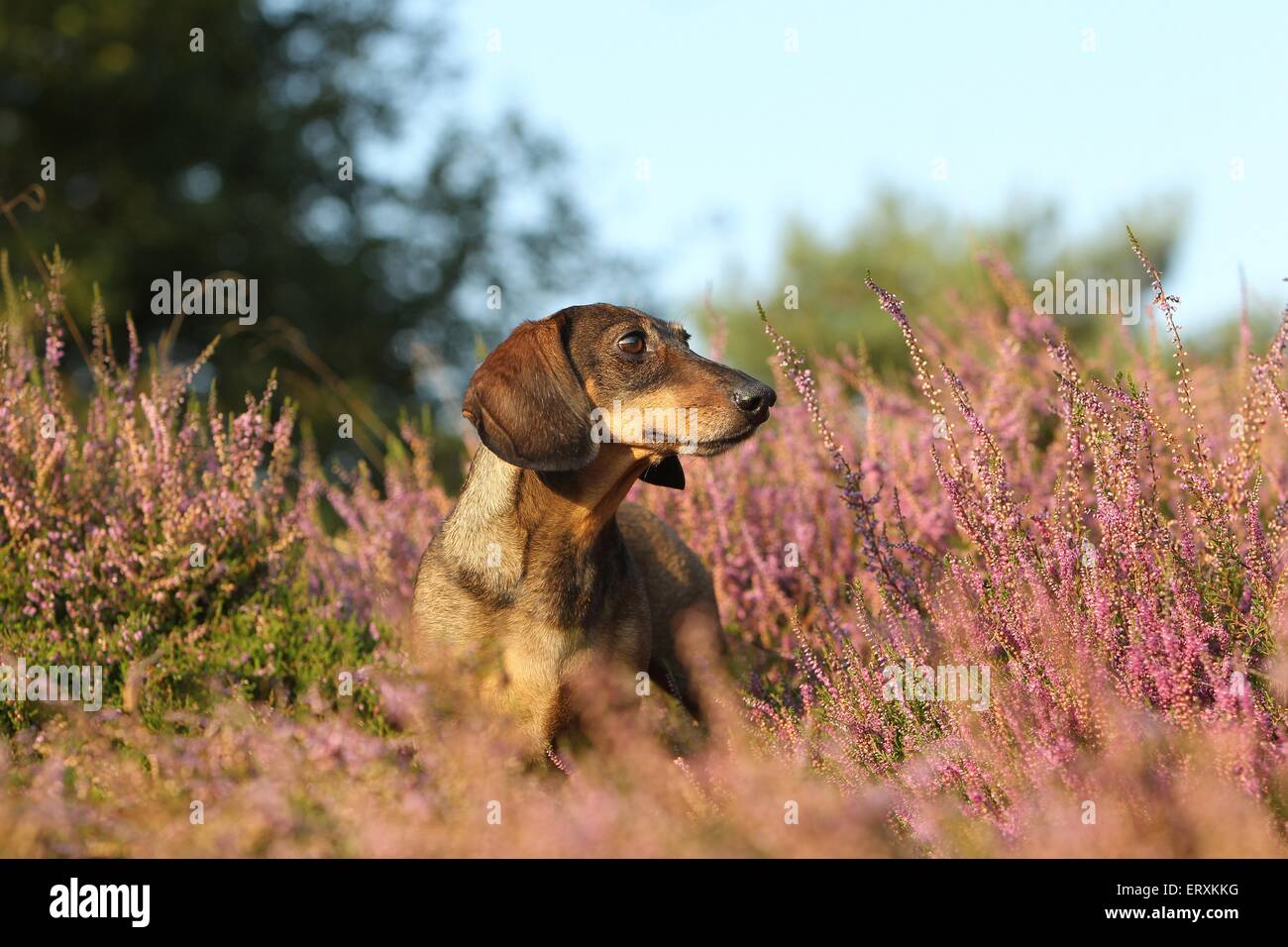 kurzhaarigen Dackel stehend Stockfoto