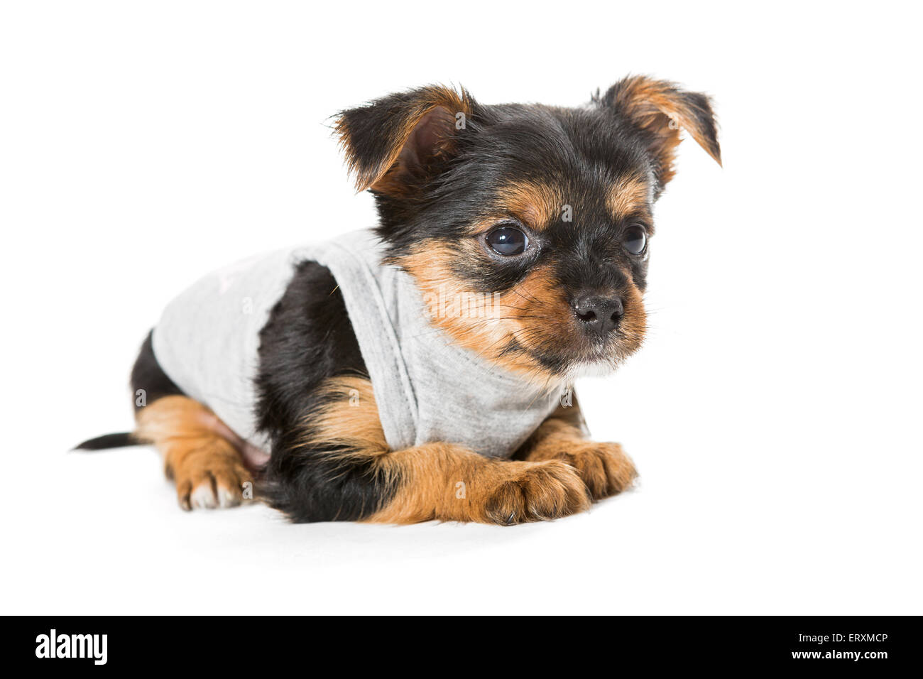 Kleine Welpen Yorkshire Terrier, isoliert auf weiss Stockfoto