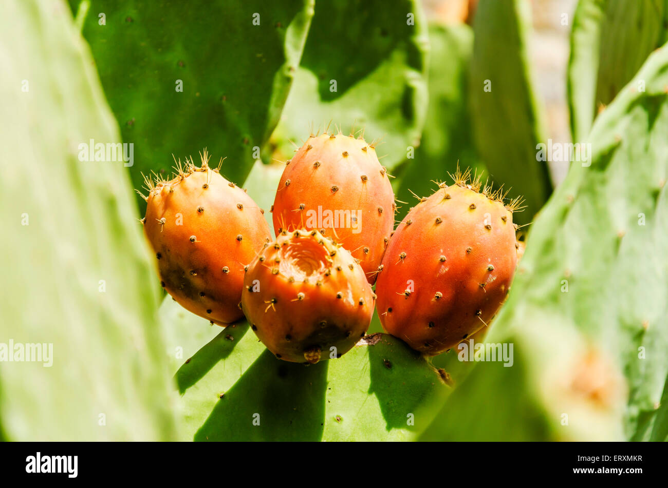 Feigenkaktus, Opuntia-Arten, mit Blumen und Früchten. Die Frucht, bekannt als Thunfisch und Pads sind für Lebensmittel verwendet. Stockfoto