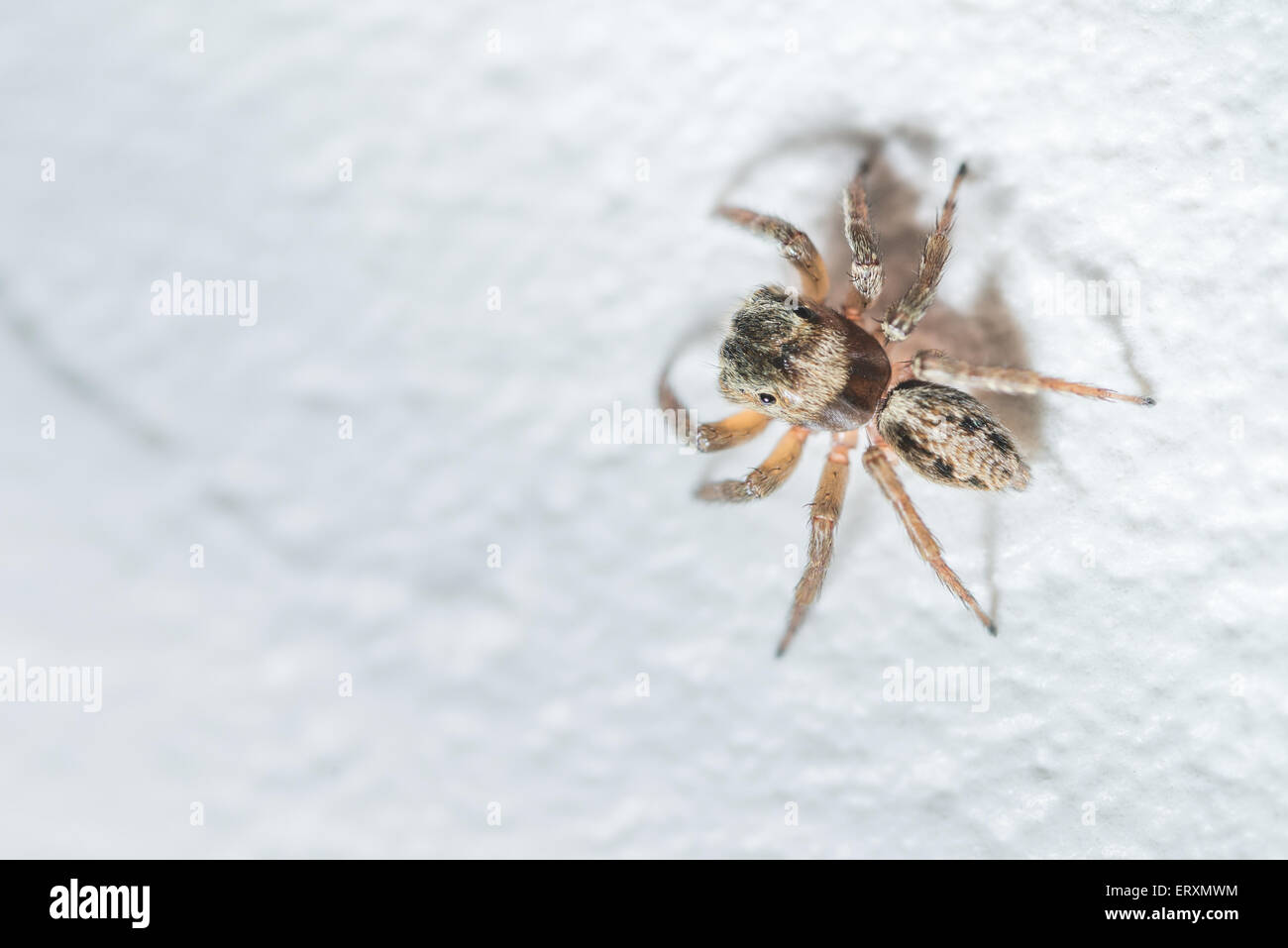 Eine Makroaufnahme einer kleinen springenden Spinne aus Kochi, Japan. Stockfoto