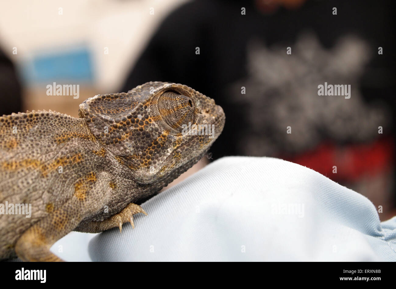 Chamäleon hautnah Stockfoto