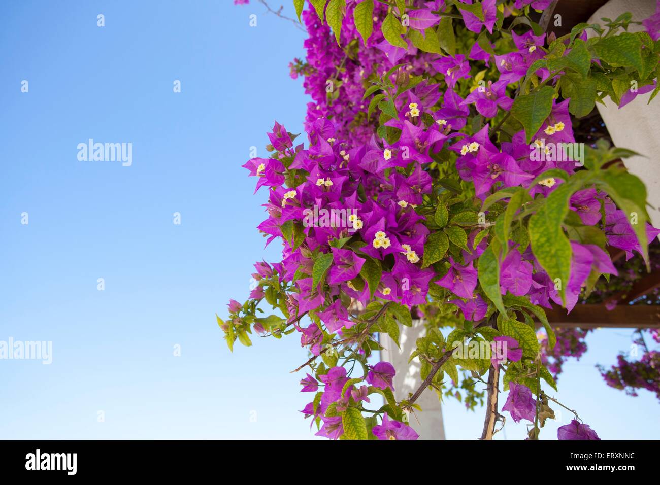 Tief rosa Bougainvilleen, Zierpflanze in heißen Ländern rund um das Mittelmeer, Südamerika und Portugal gefunden. Stockfoto