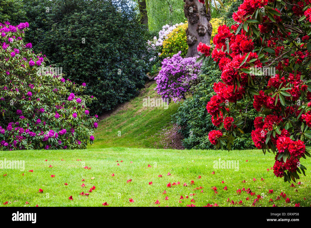 Rhododendren im Steinbruch in den Wäldern des Weingutes Bowood in Wiltshire. Stockfoto