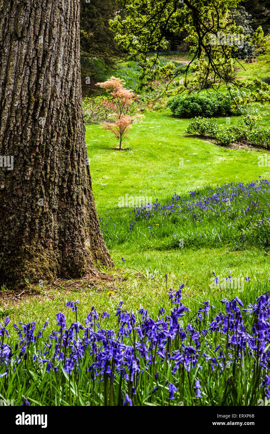 Glockenblumen in den Jubiläums-Garten in den Wäldern des Weingutes Bowood in Wiltshire. Stockfoto