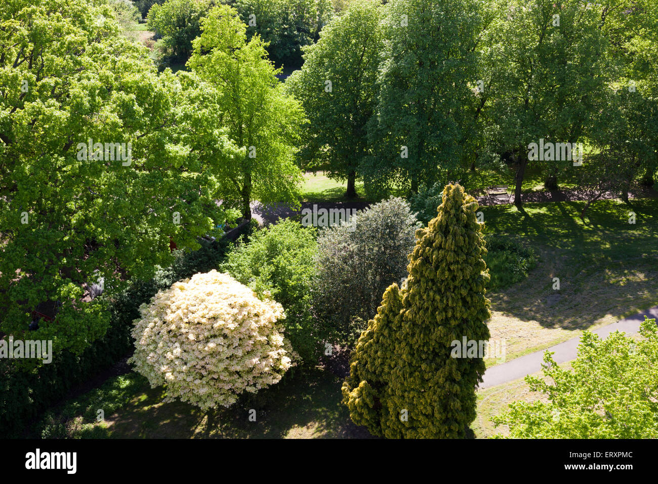 Frühling-Bäume in Brandon Hill Park, Bristol UK - gesehen von Cabot Tower in Brandon Hill Park, Bristol UK Stockfoto