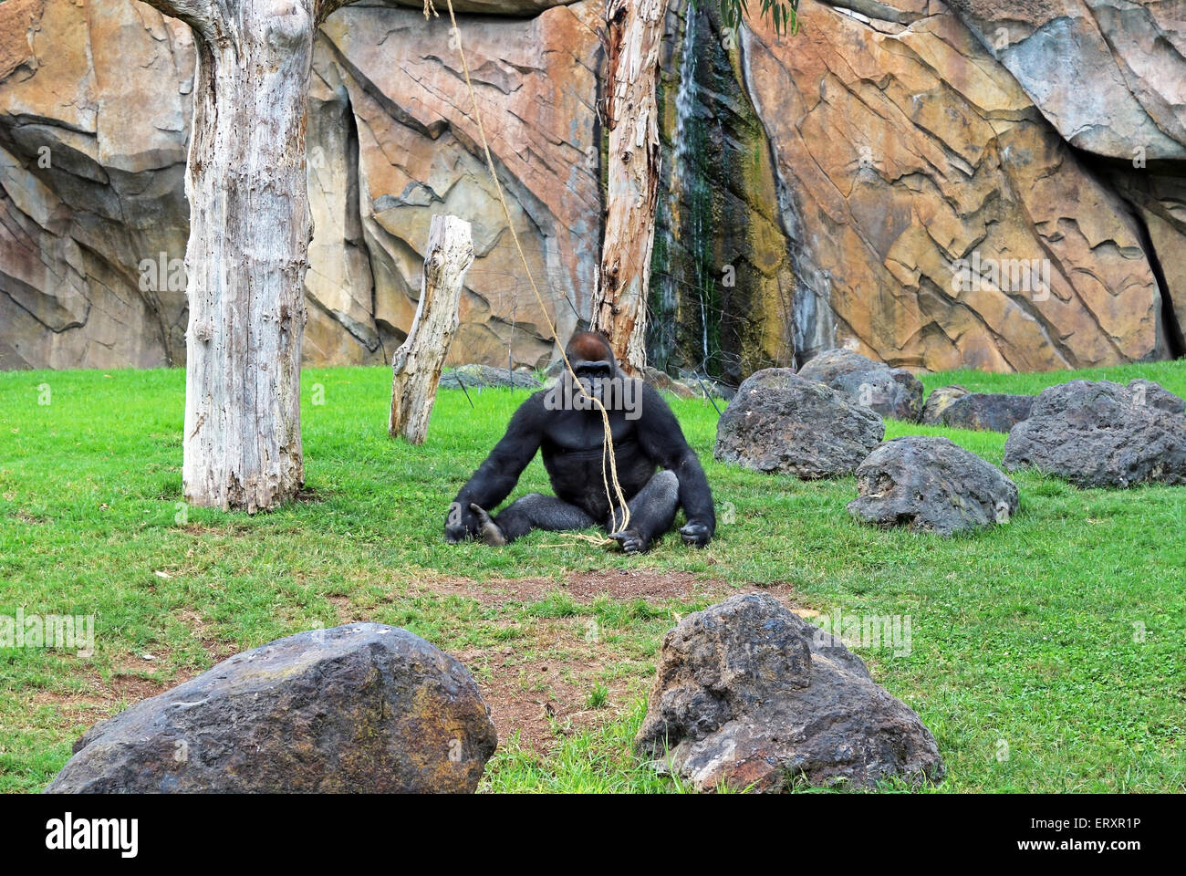 männliche Affen im zoo Stockfoto