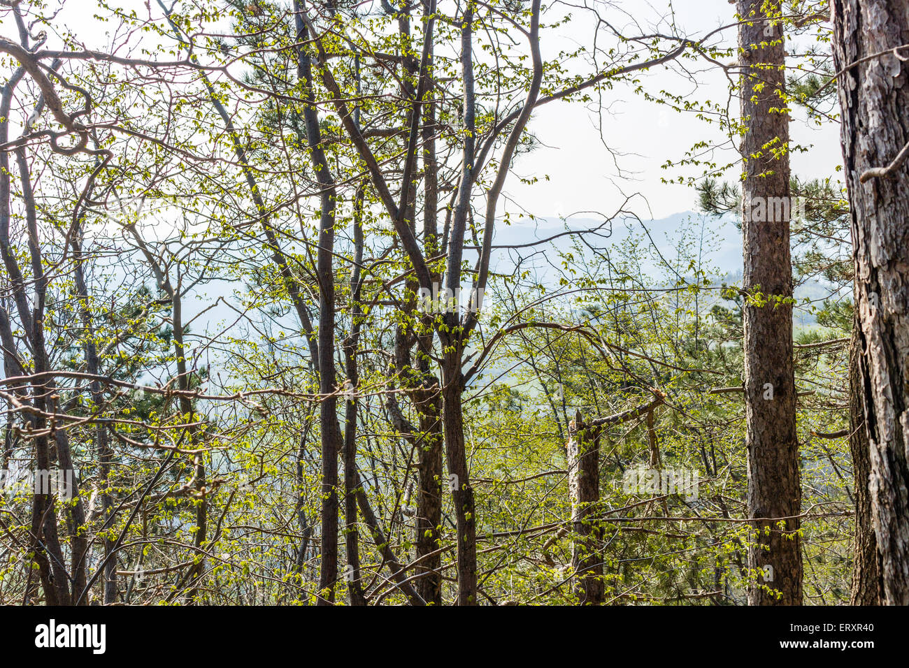 Zweige der Bäume in der Landschaft der Romagna Italien gekreuzt Stockfoto