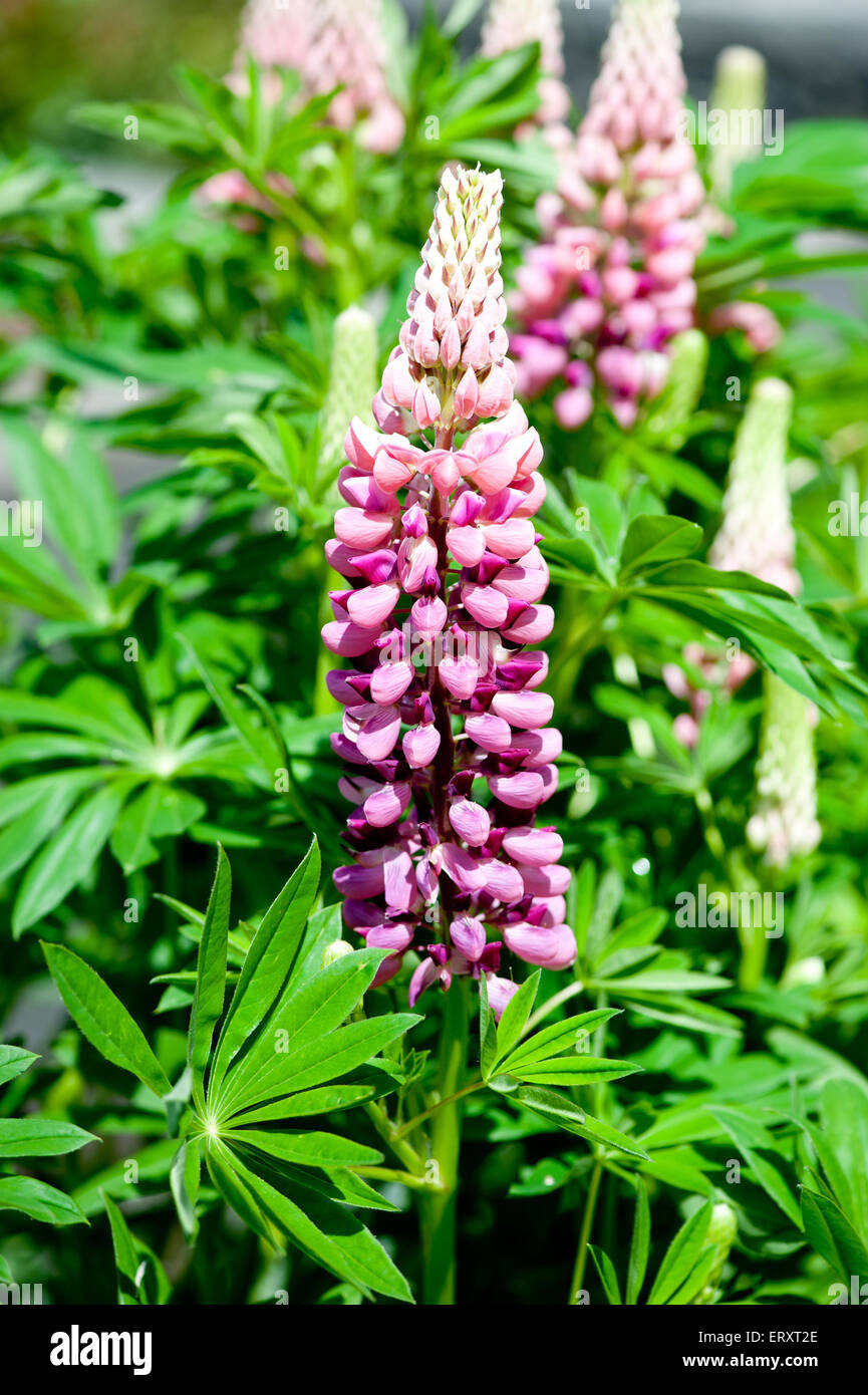 Garten-Lupine (Lupinus Polyphyllus) Stockfoto