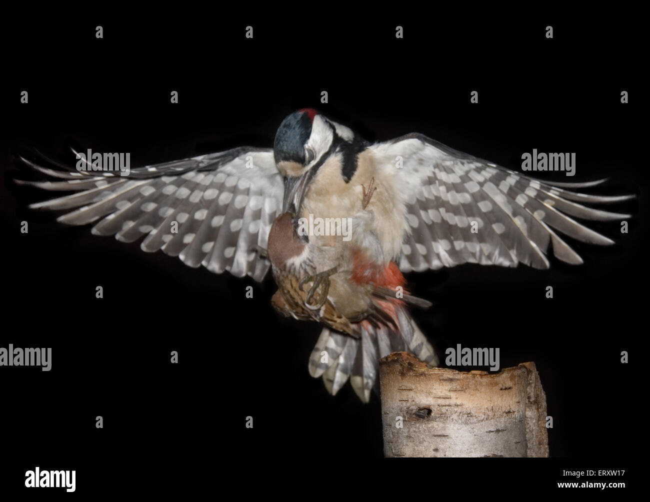 Buntspecht gefangen Tree Sparrow in der Nähe der feeder Stockfoto