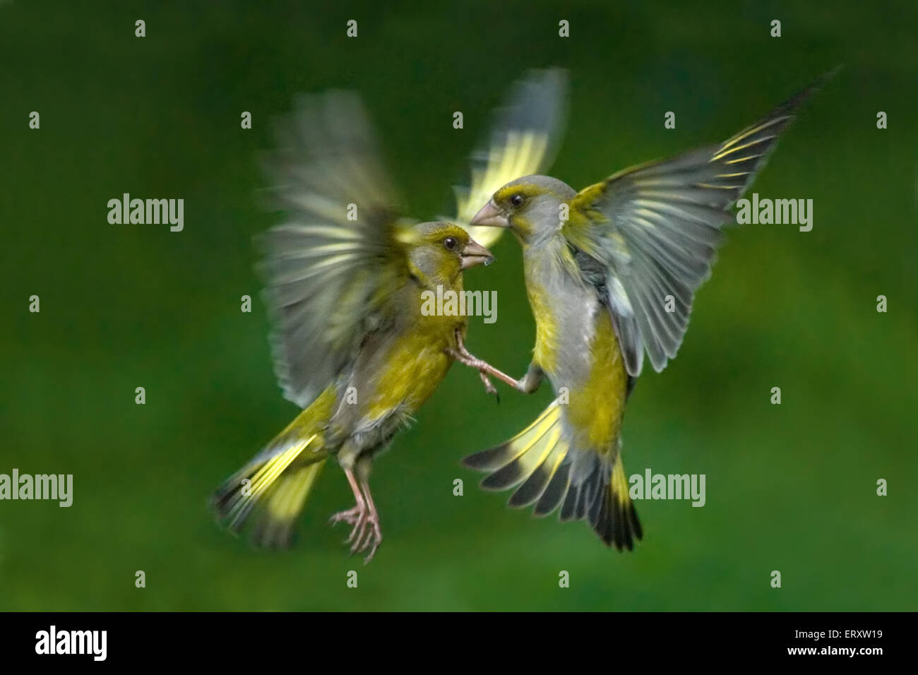 Sperlingsvögel Schlacht. Grünfinken (Zuchtjahr Chloris) Kämpfe im Flug Stockfoto
