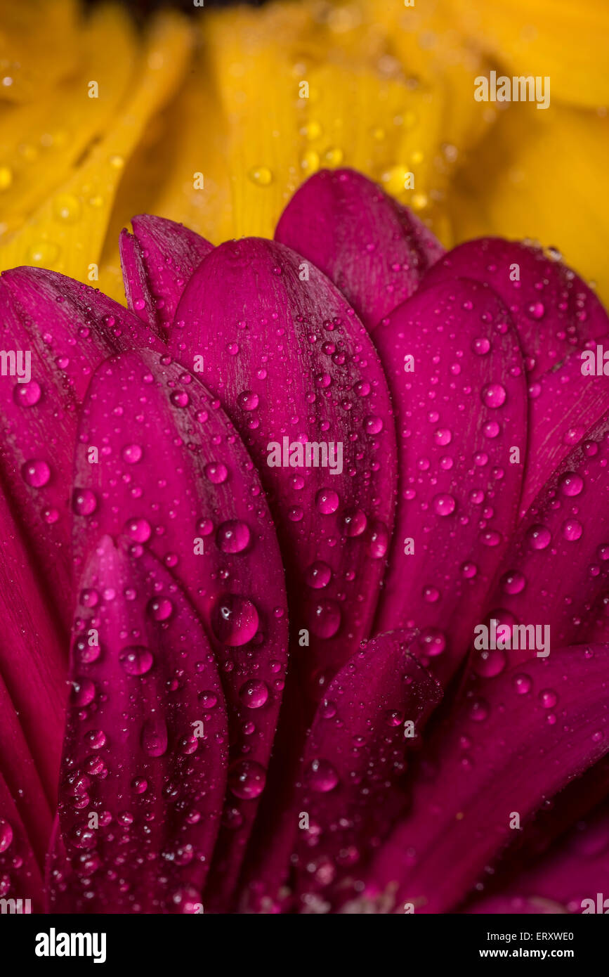 Daisy-Pedale überlappende Sonnenblumen Pedale mit Wassertropfen Stockfoto