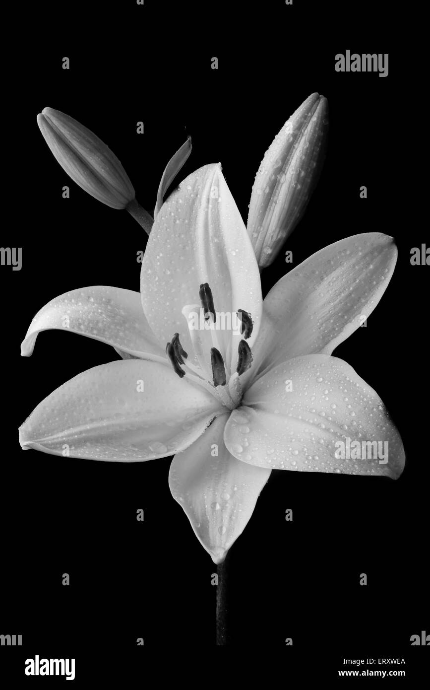 Black And White Lily mit Knospen Stockfoto