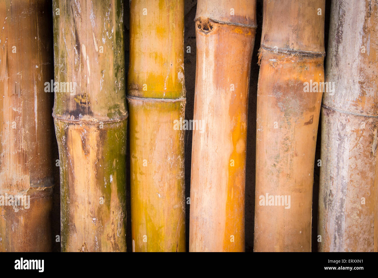 Bambus-Wand - Hintergrund Stockfoto