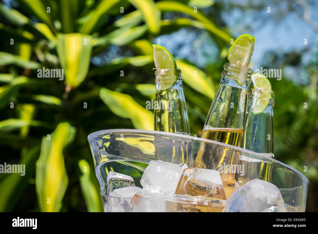 Bierflaschen mit Kalk im Eiskübel in tropischer Umgebung Stockfoto