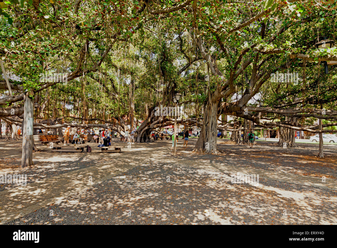 Lahaina des berühmten Banyanbaum dominiert einen Innenstadt Park.  Dieser Baum ist der weltweit größte Banyan. Stockfoto