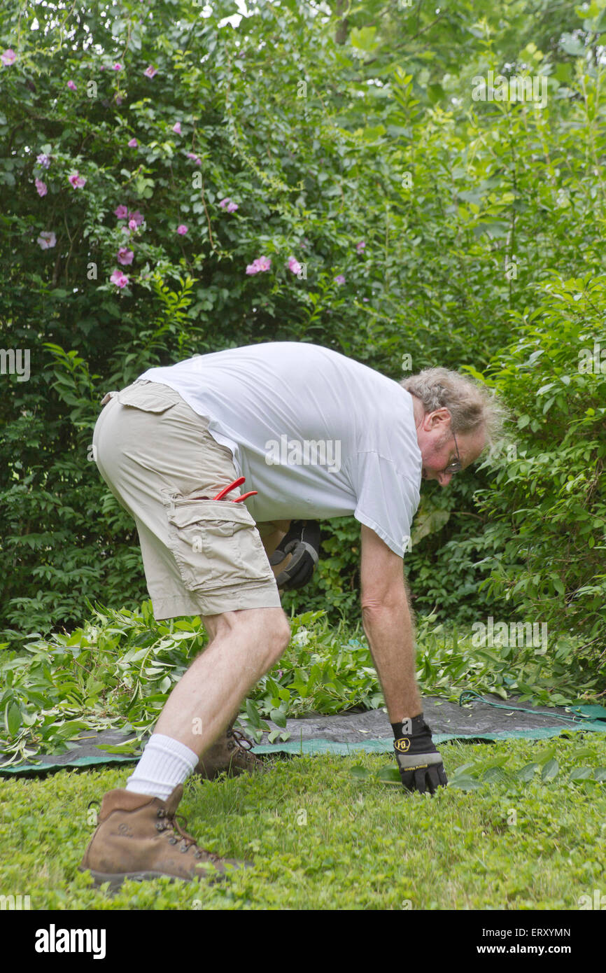 Im mittleren Alter Mann außerhalb tun Yardarbeit, Bücken, um Bush clippings auf einer Plane auf dem Gras zu werfen Stockfoto