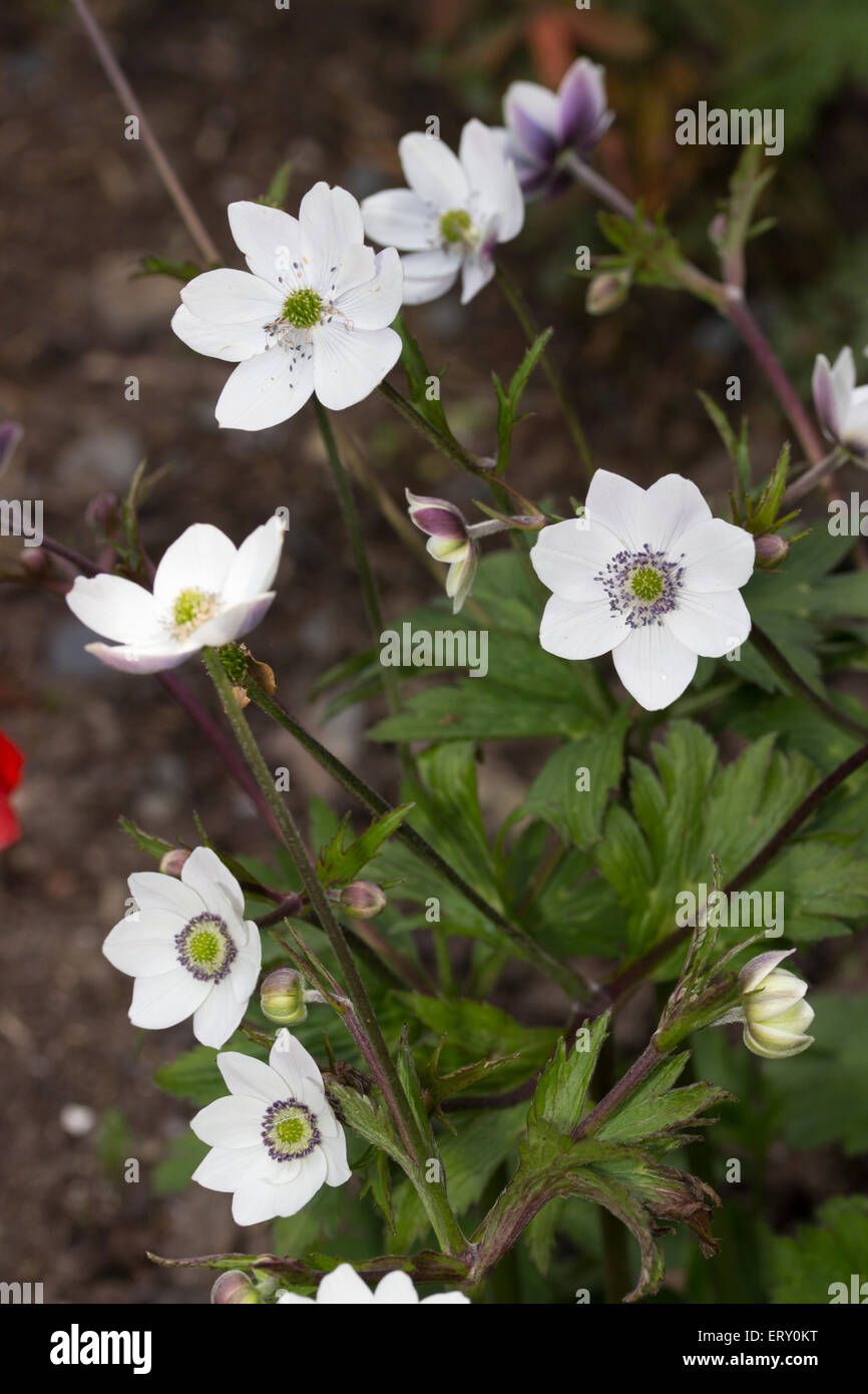 Zarten weißen Blüten der Wald winterhart Pflanze, Anemone leveillei  Stockfotografie - Alamy