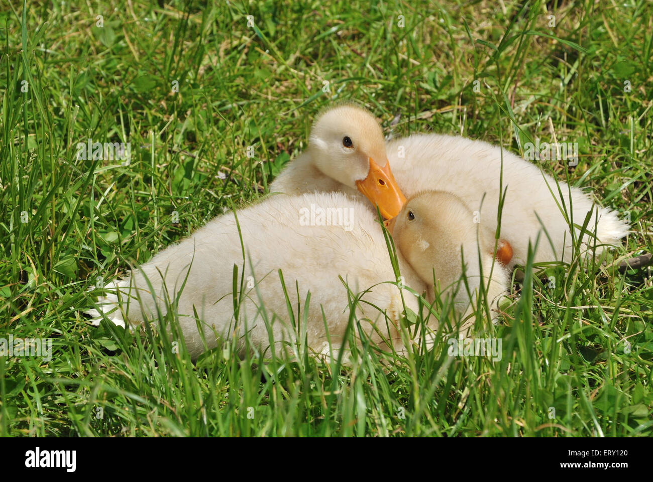 Zwei Entenküken Verlegung auf dem Rasen Stockfoto