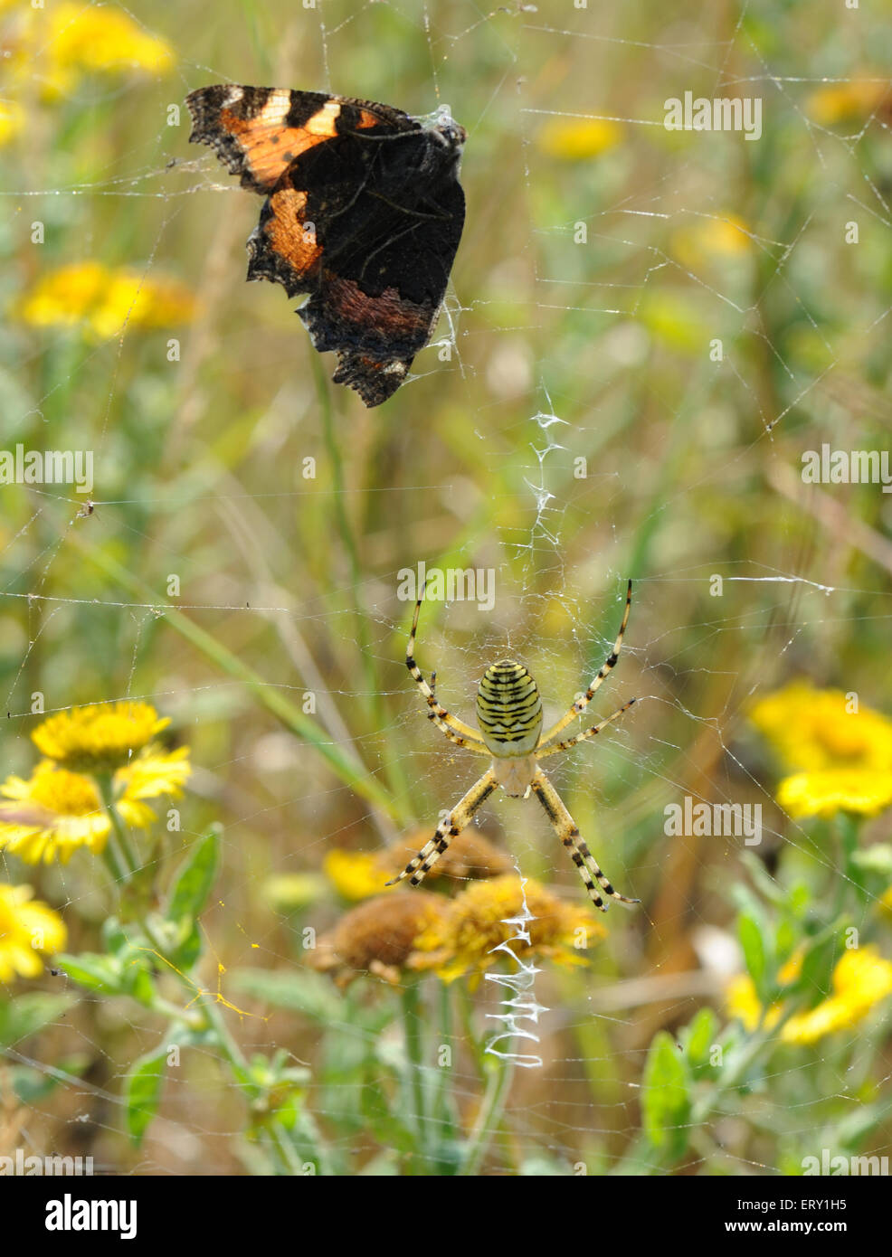 Eine Wespe Spinne (Argiope Bruennichi) auf seiner Web mit einem Zick-Zack-Muster zwischen Rasen Stämme auf einer gegenüberliegenden Südufer geschleudert. Stockfoto