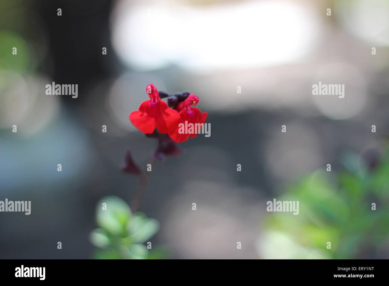 Eine rote Blume fängt das Kameraauge, Unschärfe, alles andere. Stockfoto