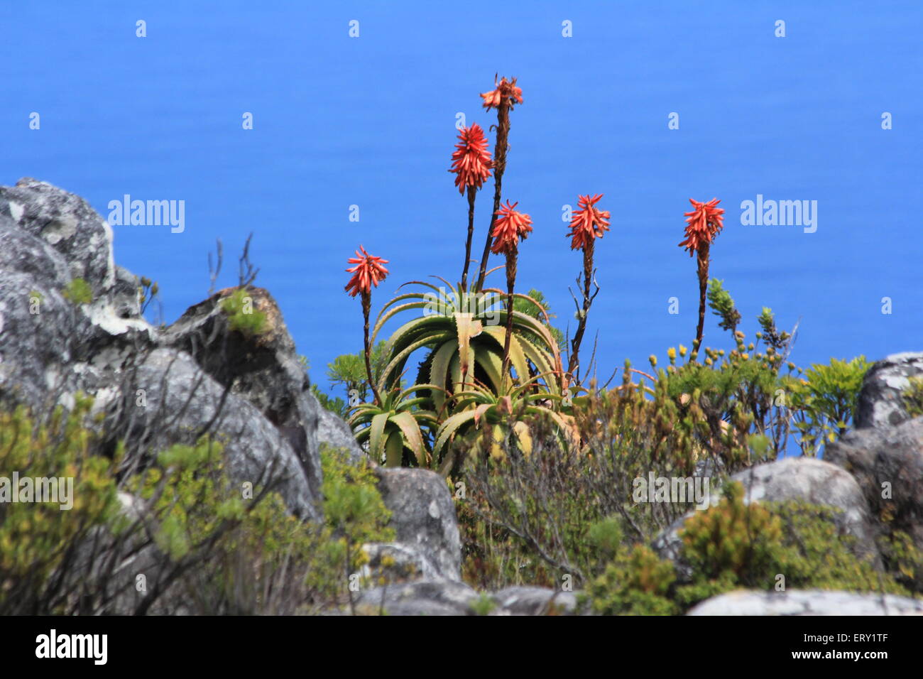 Biodiversität im Table Mountain Südafrika Kapstadt Stockfoto