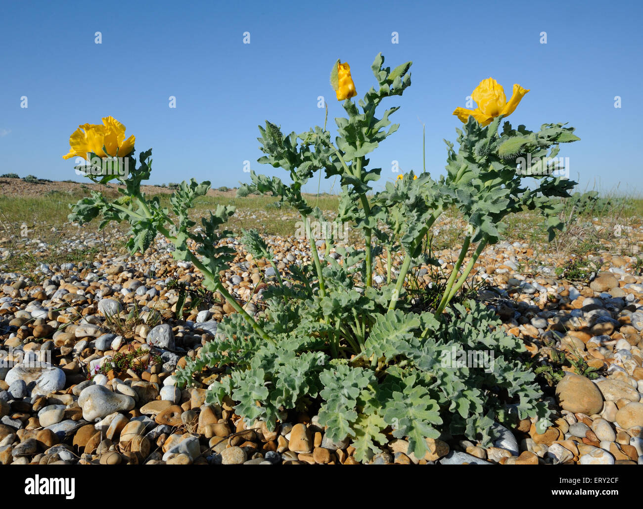 Gelbe gehörnten Mohn (Glaucium Flavum) wächst in den Schindel Kanten hinter dem Strand am Hafen von Roggen. Stockfoto
