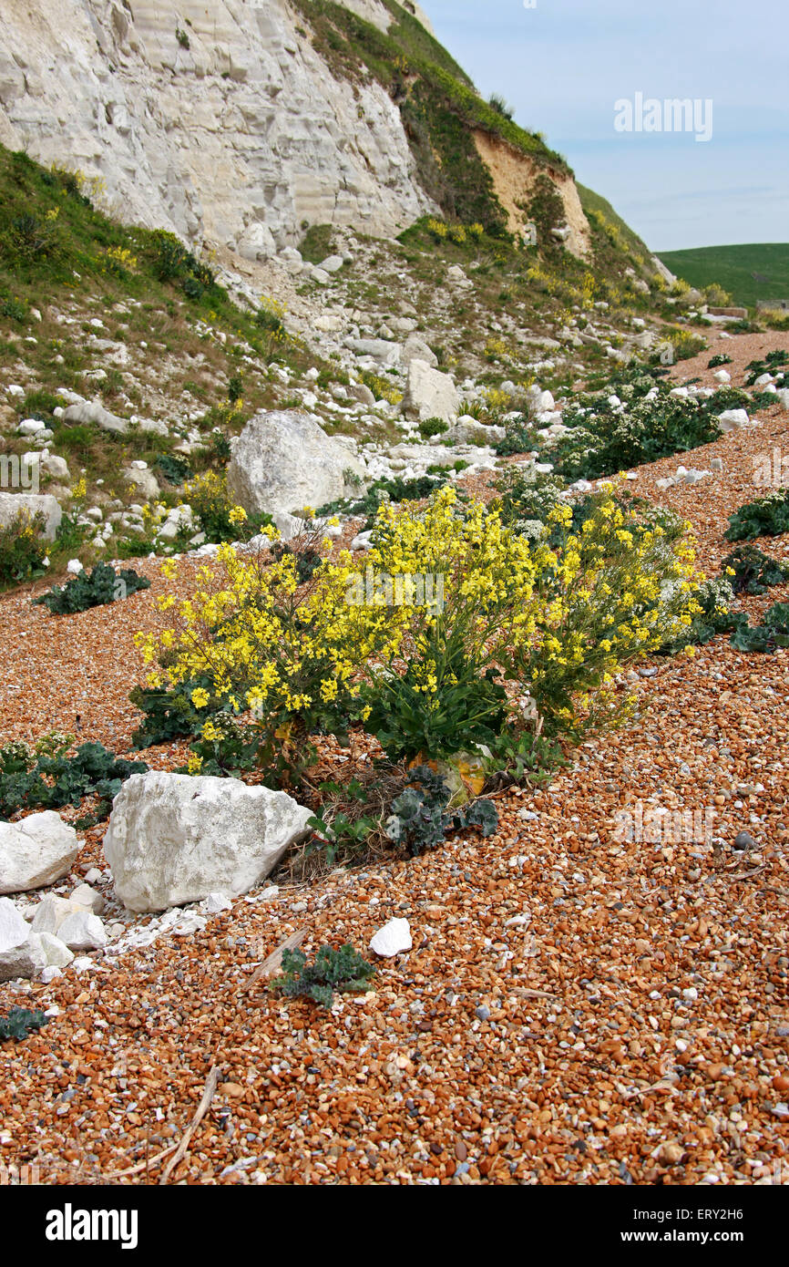 Wildes Kraut, Brassica Oleracea und Meerkohl Crambe Maritima, Brassicaceae. Samphire Hoe, in der Nähe von Dover, Kent. Stockfoto