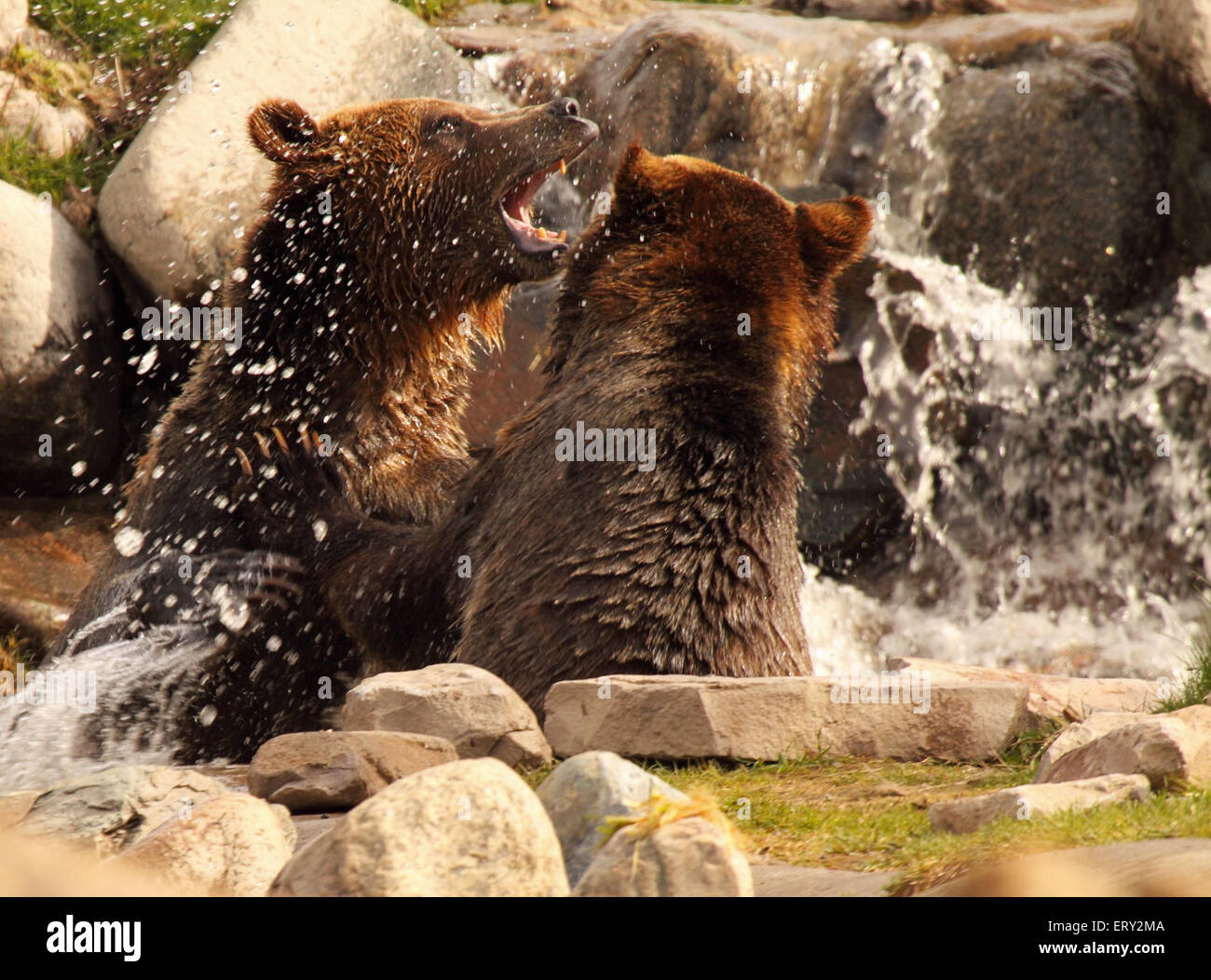 Ein paar Grizzly Bären kämpfen in einem Fluss. Stockfoto