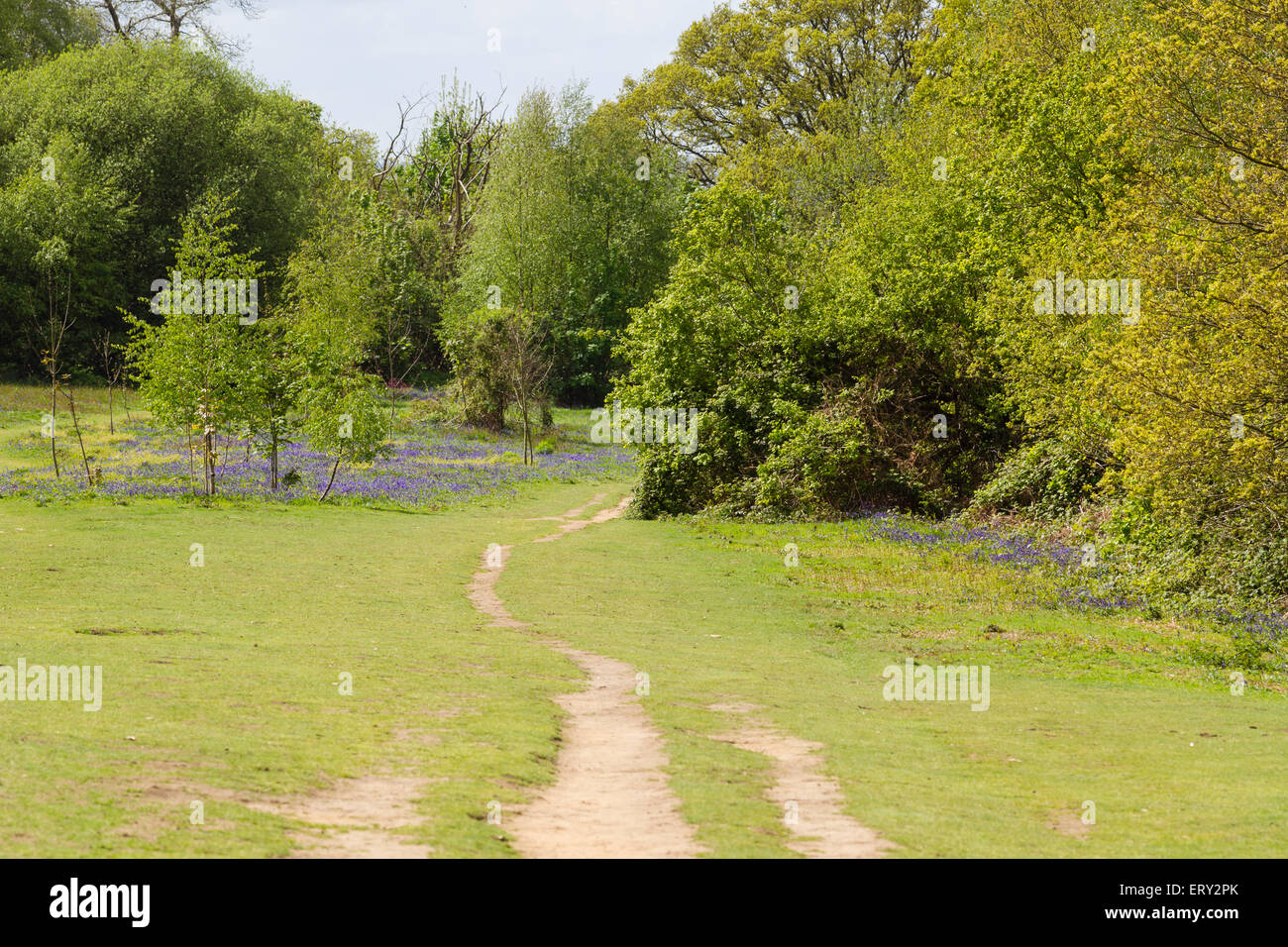Bestandteil der Greensand Art, wo es eine Spur durch offene Wälder und Glockenblumen, Reigate, Surrey wird Stockfoto