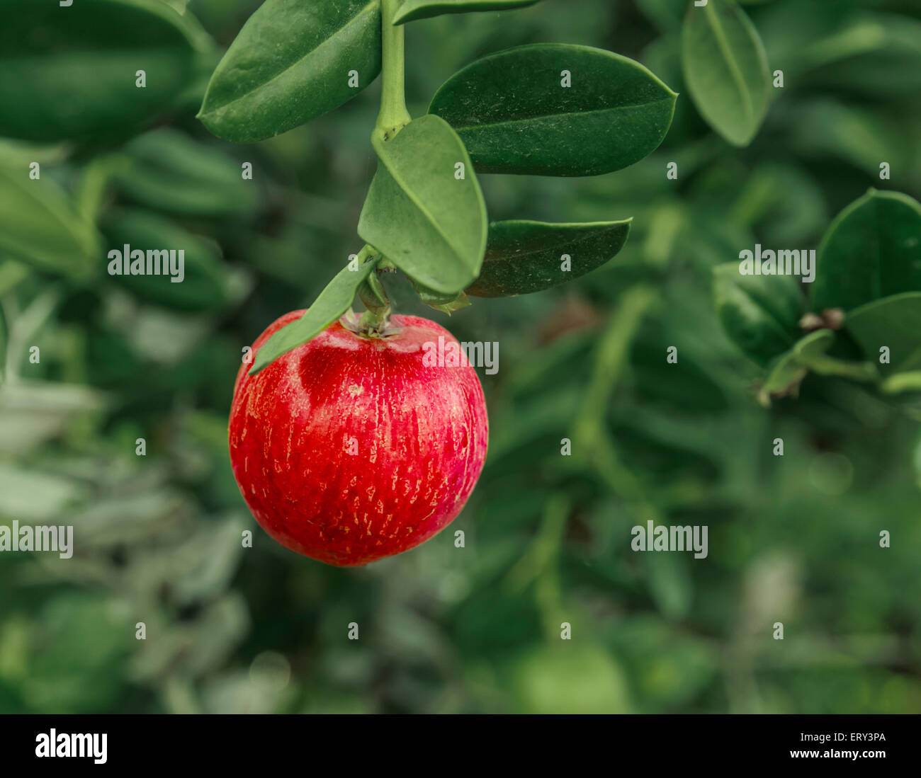 Kleiner roter Apfel wächst auf einem Strauch Stockfoto