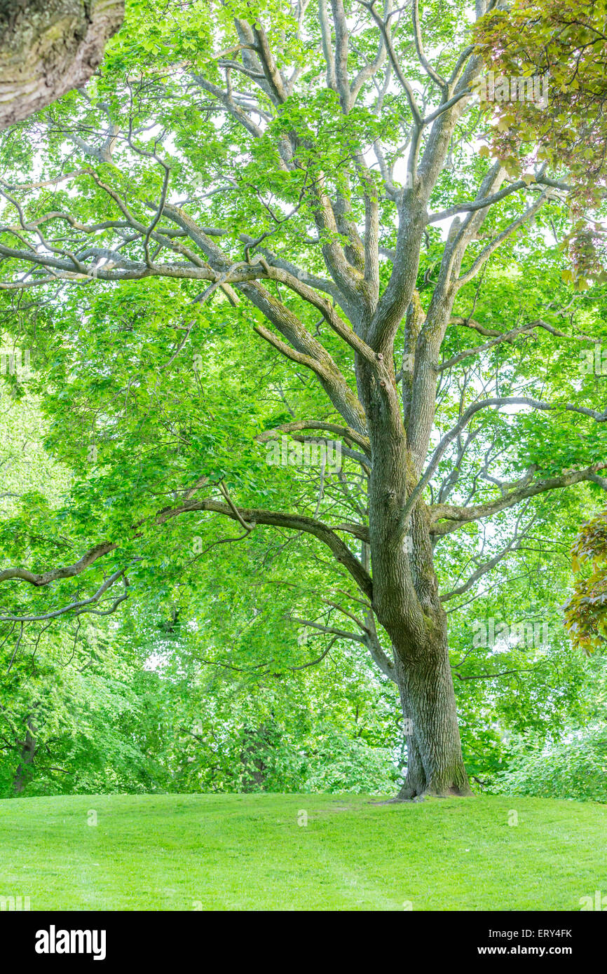 Großer Baum mit grünen Blatt Abdeckung stehen auf dem grünen Rasen Stockfoto