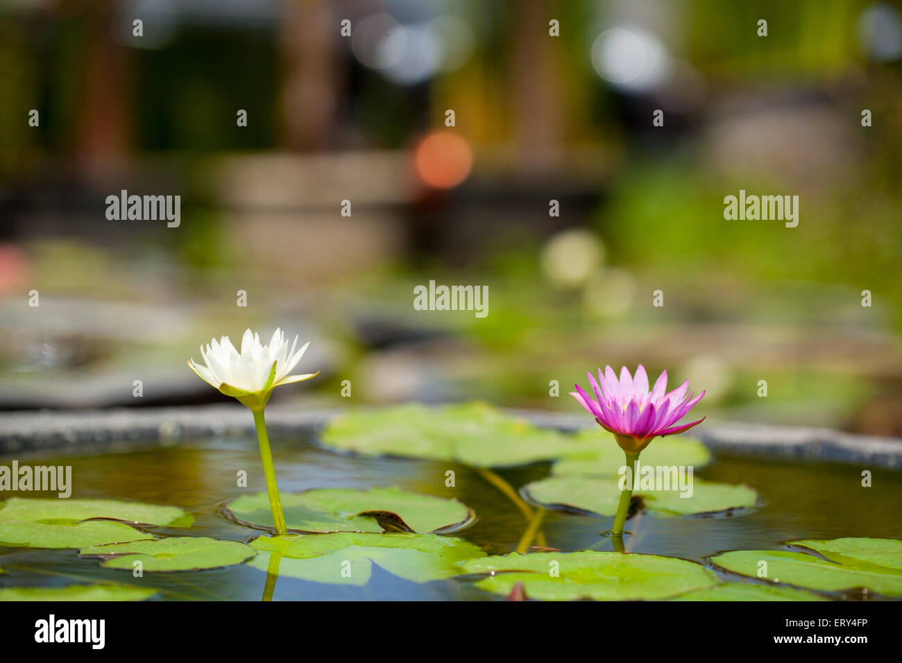 Zwei Wasser-Lilie Blume auf dem Teich für Hintergrund Stockfoto