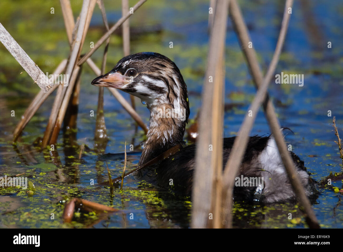 Baby Pied abgerechnet Grebe umgeben von Schilf im Teich Stockfoto