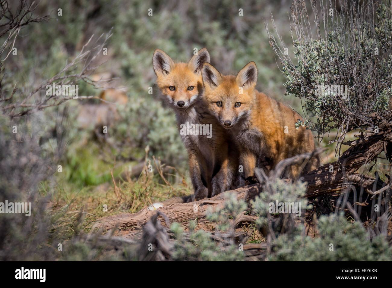 Zwei Red Fox-Kits, lauschen Sie den Klängen um sie herum Stockfoto