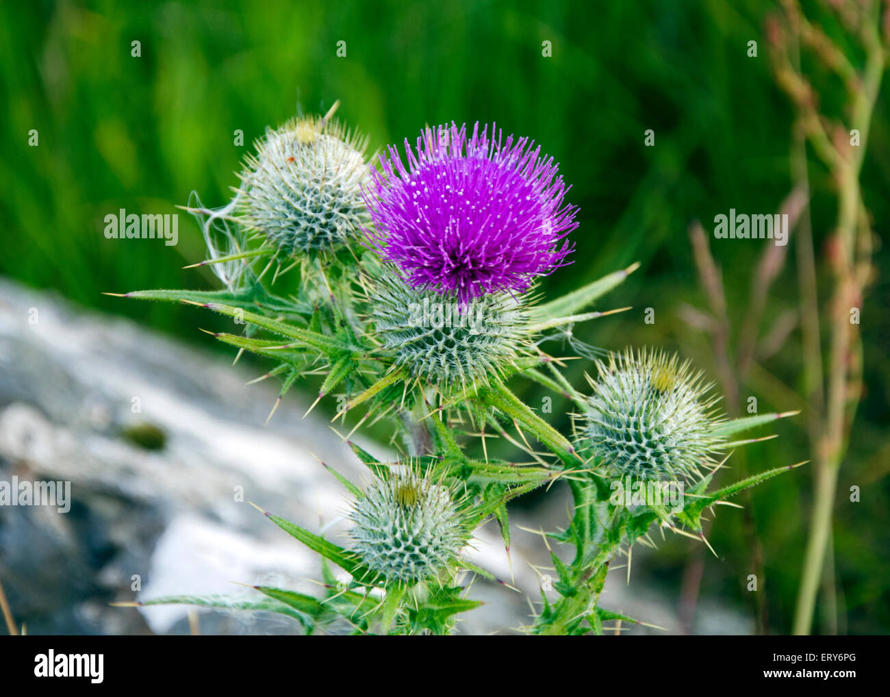 Distel Stockfoto