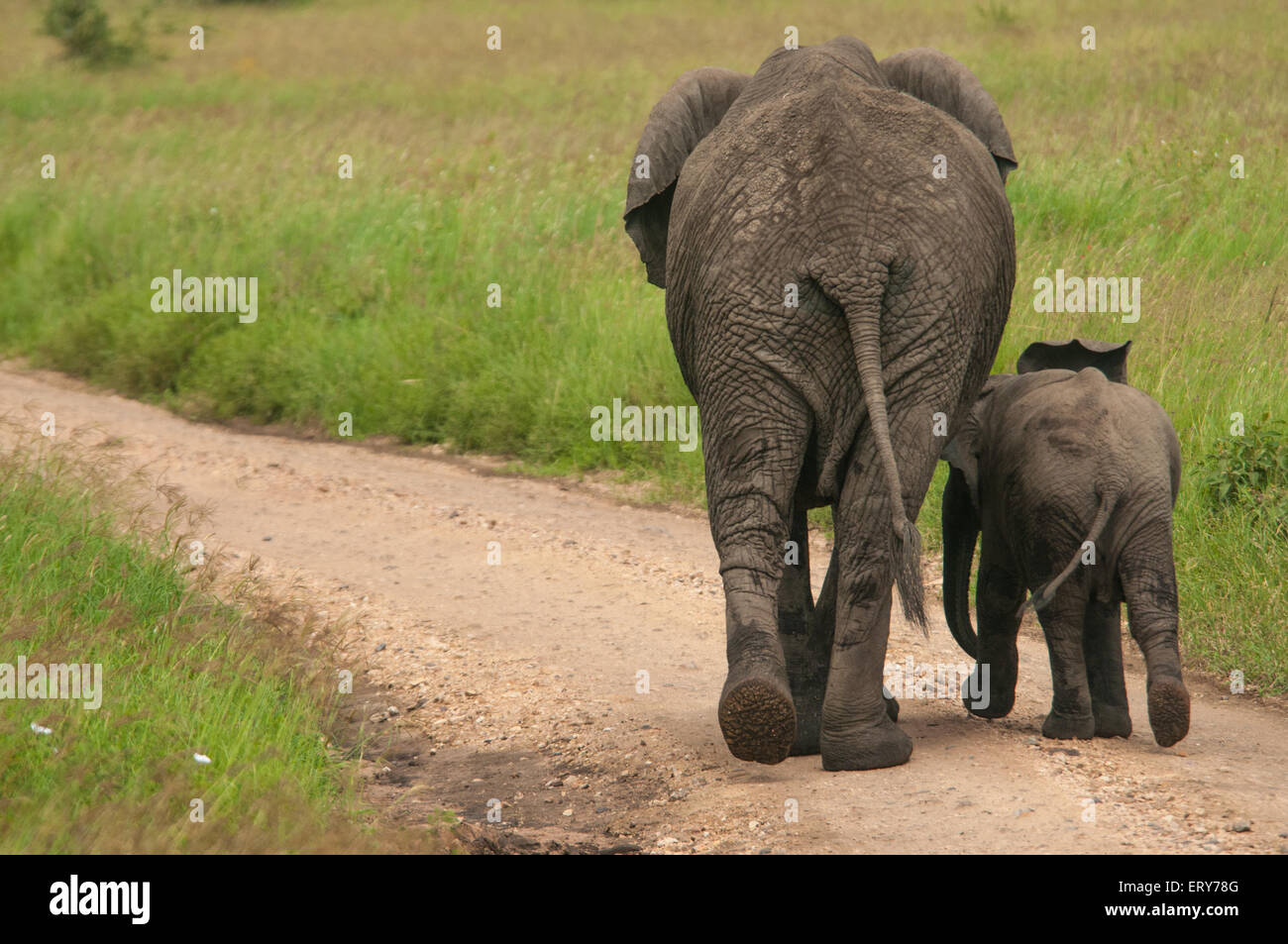 Afrikanische Elefanten im Serengeti Nationalpark, Tansania Stockfoto