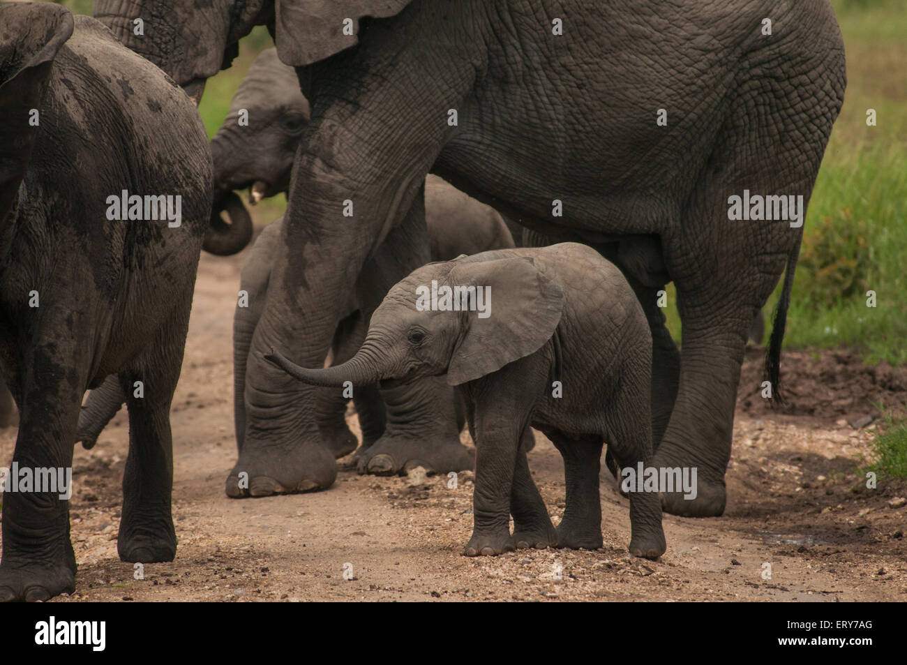Eine afrikanische Elefantenbaby in Serengeti Nationalpark, Tansania Stockfoto