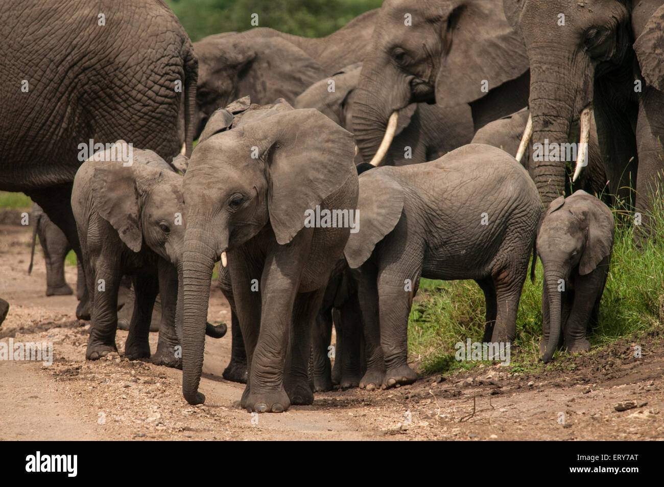 Afrikanische Elefanten im Serengeti Nationalpark, Tansania Stockfoto