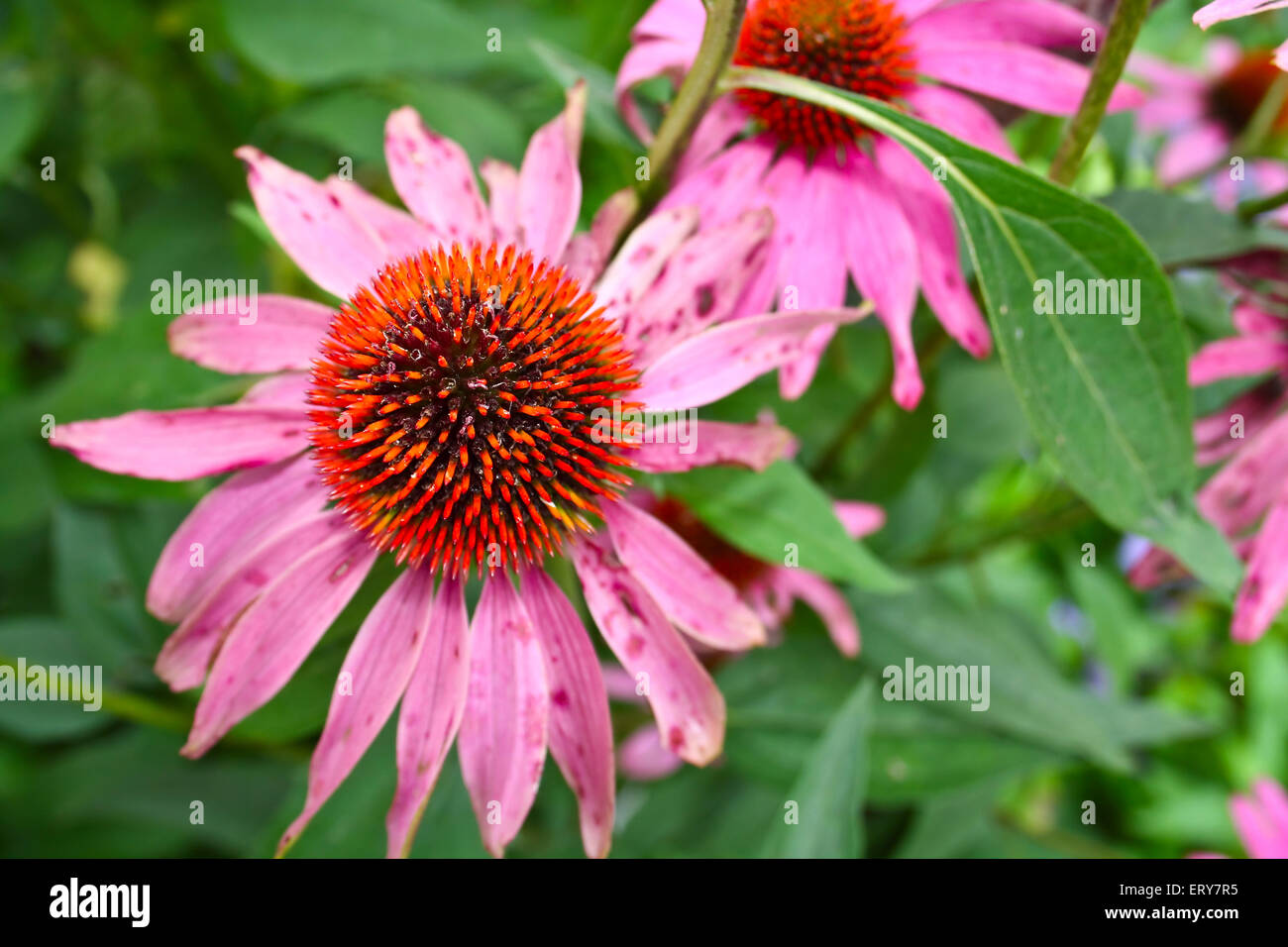 Schöne Herbstblumen - Asteraceae Stockfoto