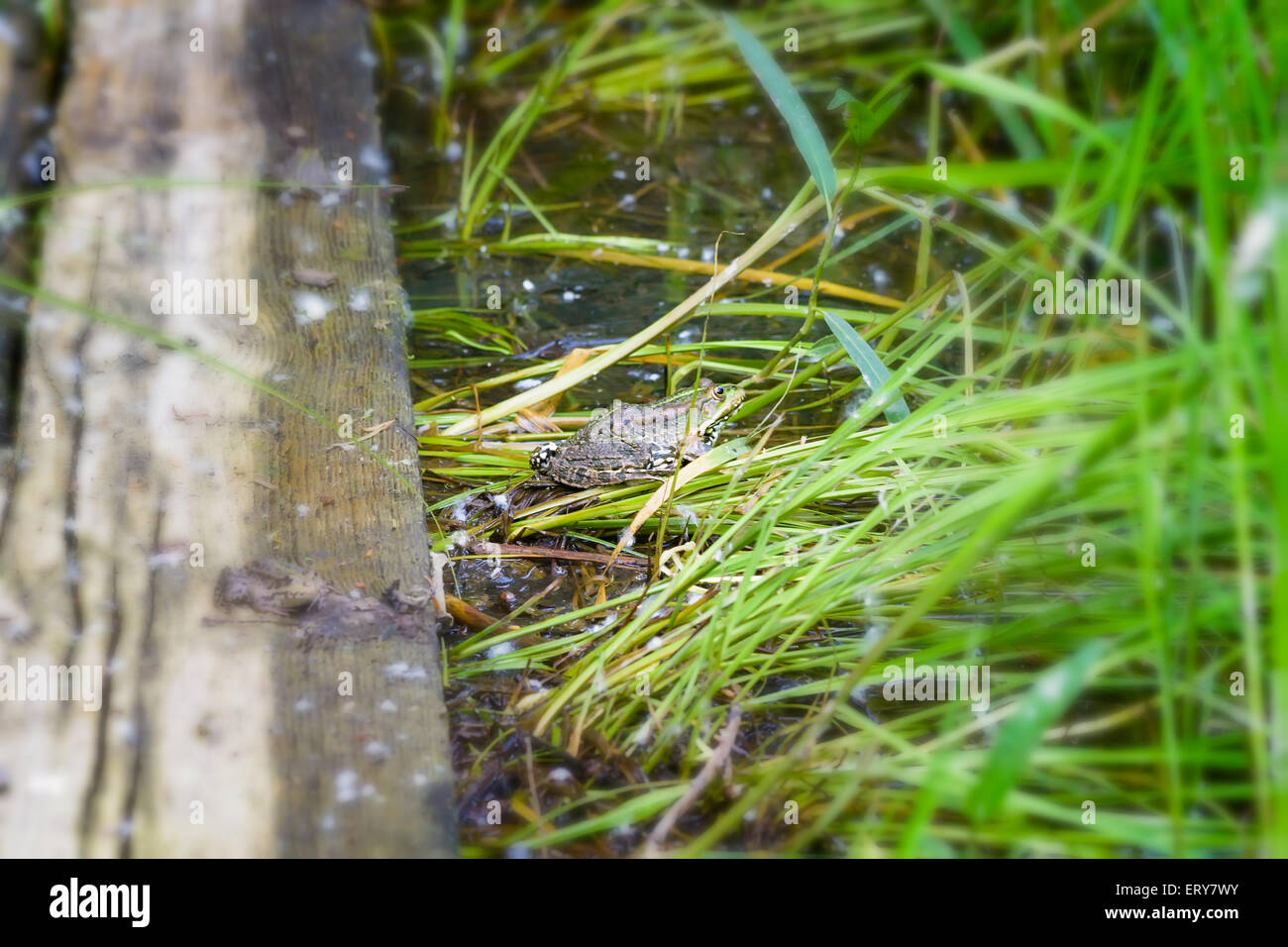 Nahaufnahme von einem grünen und braunen Frosch in einem Teich in der Nähe von Dnepr in Kiew, Ukraine Stockfoto