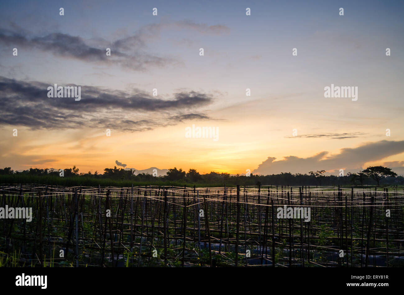 Sonnenaufgang in Reis Stockfoto