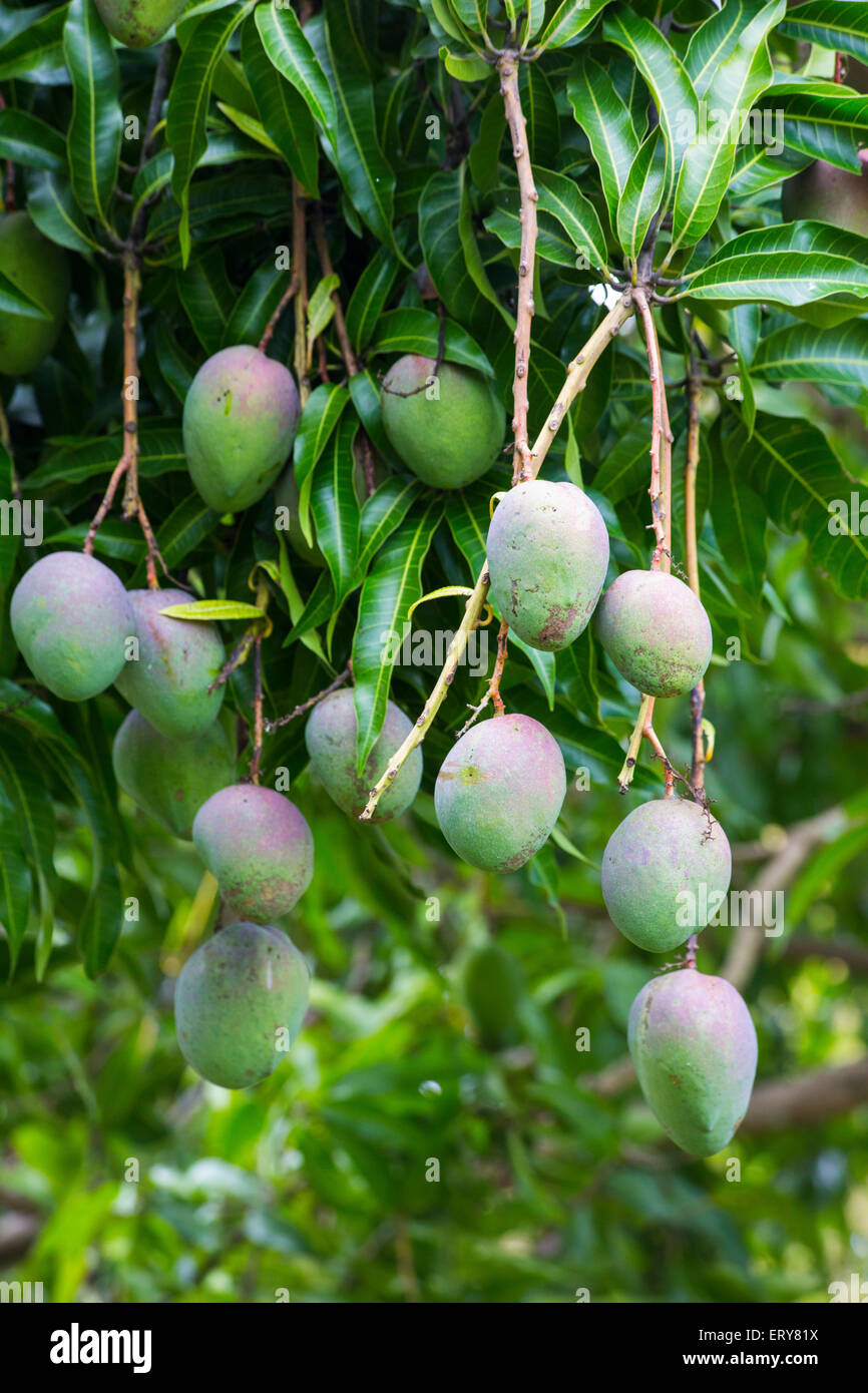 Mangos auf einem Mangobaum, Queensland, Australien Stockfoto