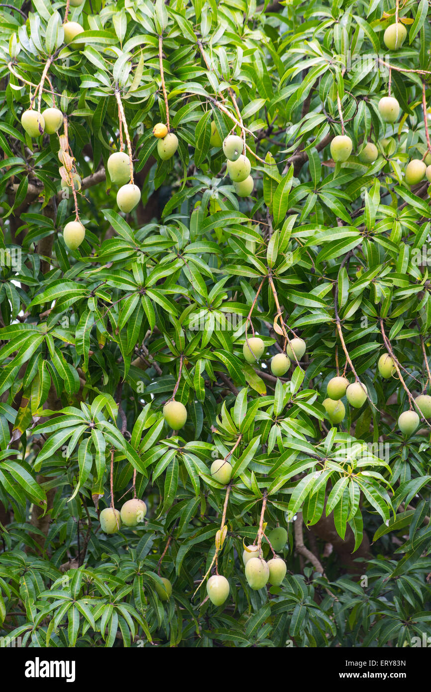 Mangos auf einem Mangobaum, Queensland, Australien Stockfoto