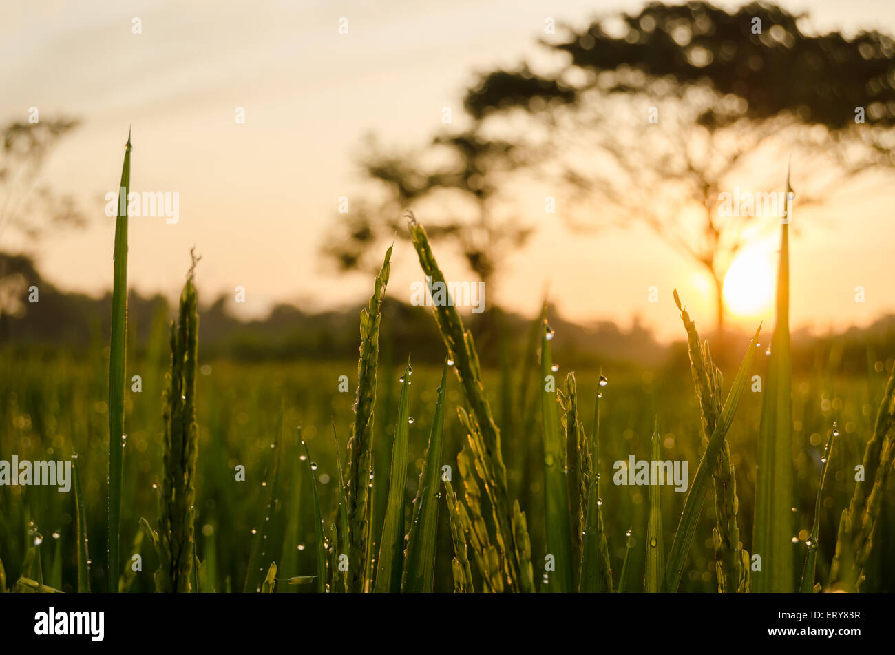 die Morgensonne in den Reisfeldern taufrischen Stockfoto
