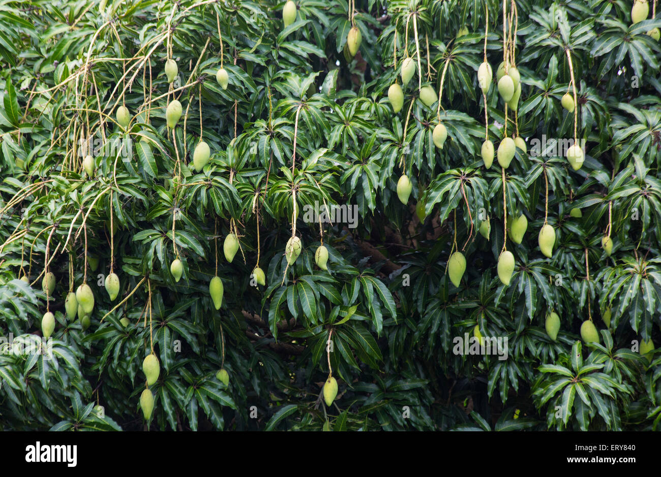 Mangos auf einem Mangobaum, Queensland, Australien Stockfoto