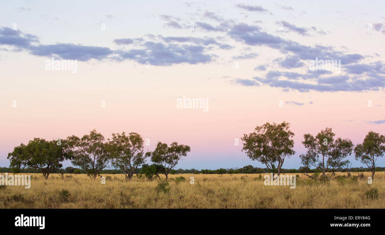 Eucayptus Bäume bei Sonnenuntergang im australischen Outback, in der Nähe von Longreach, Queensland Stockfoto