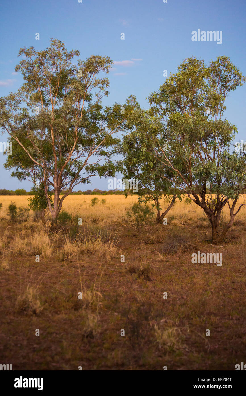 Eucayptus Bäume bei Sonnenuntergang im australischen Outback, in der Nähe von Longreach, Queensland Stockfoto