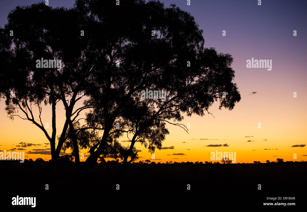 Silhouette von Eucayptus Bäumen bei Sonnenuntergang im australischen Outback, in der Nähe von Longreach, Queensland Stockfoto