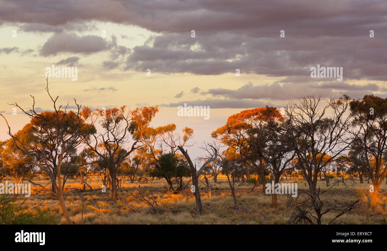 Eucayptus Bäume bei Sonnenuntergang im australischen Outback, in der Nähe von Longreach, Queensland Stockfoto